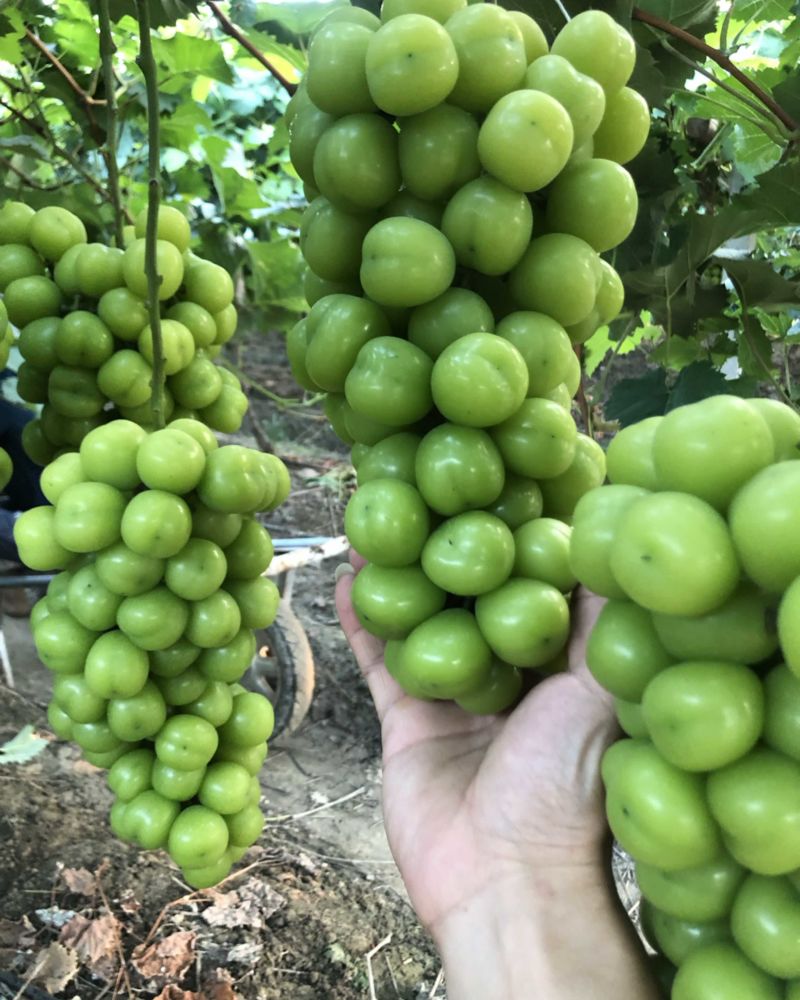 阳光玫瑰（果型好、颗粒大、糖分高）