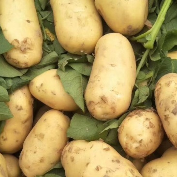 恩施利川马尔科