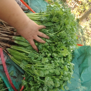 香菜