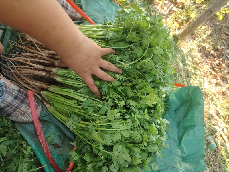 香菜