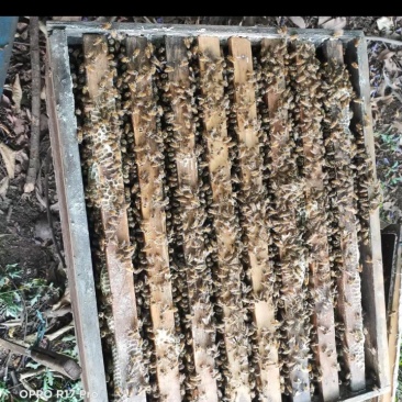 八脾蜂箱子都装不下