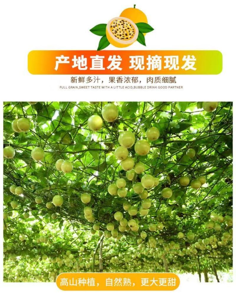 云南正宗钦蜜九号