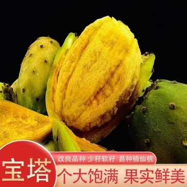 云南仙人掌果
