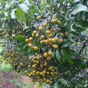龙眼，石硖，储良