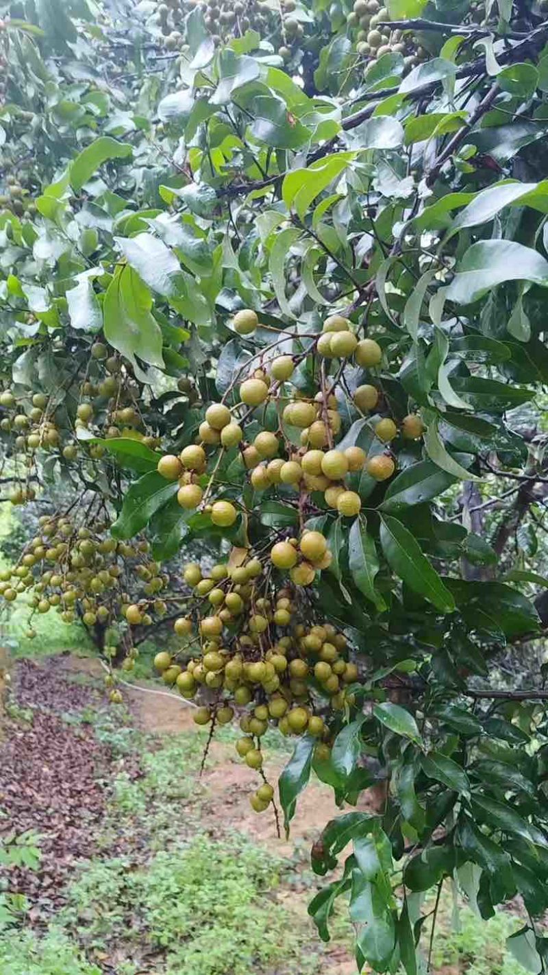 龙眼，石硖，储良