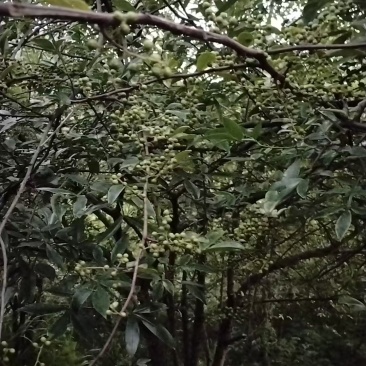 青花椒
