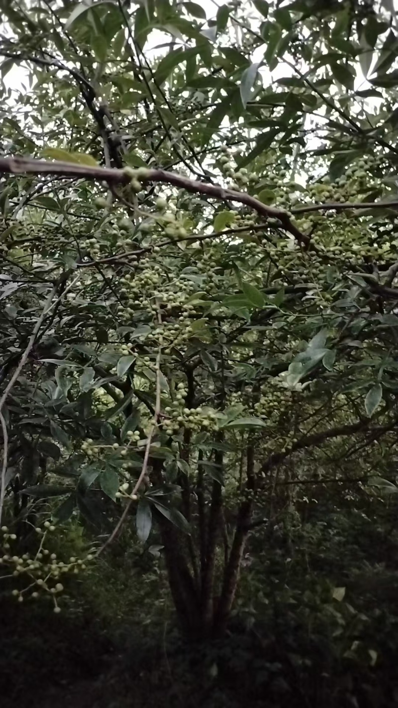 青花椒