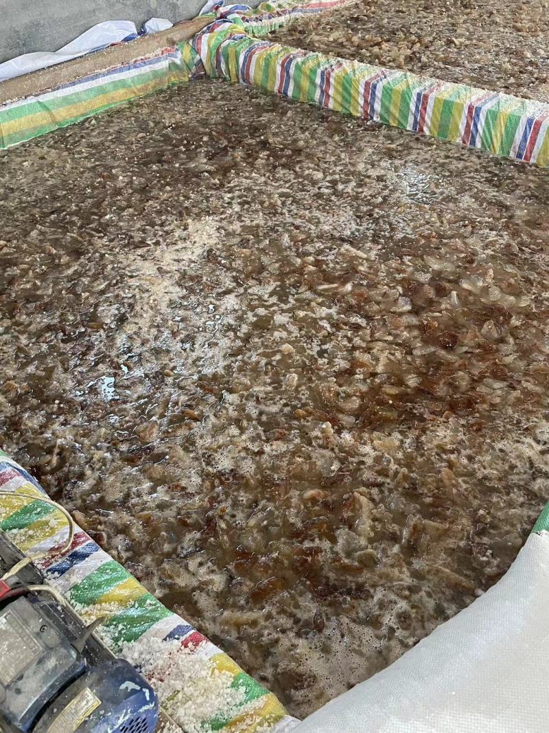 渤海湾海蜇