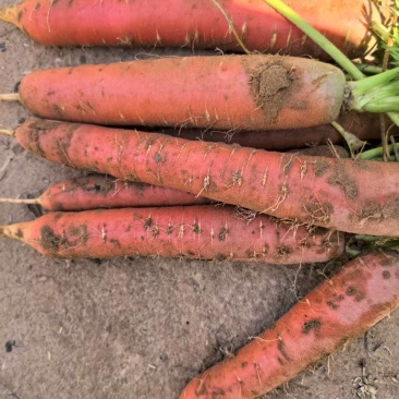 胡萝卜🥕，养殖场的专属