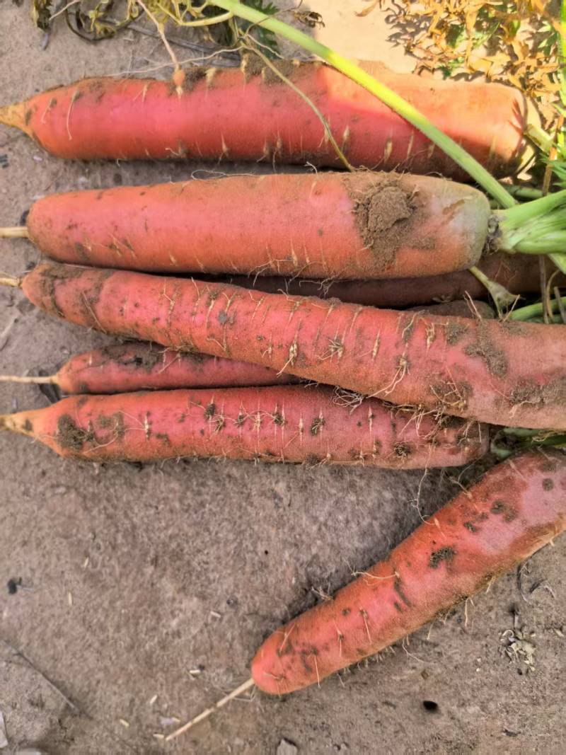 胡萝卜🥕，养殖场的专属