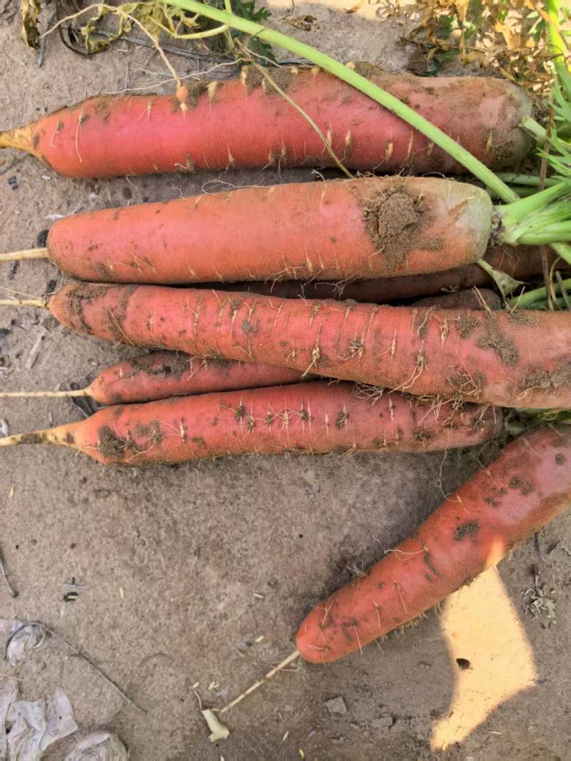 胡萝卜🥕，养殖场的专属