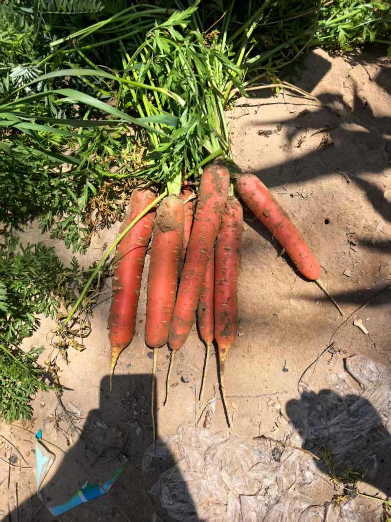 胡萝卜🥕，养殖场的专属