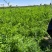 胡萝卜🥕，养殖场的专属