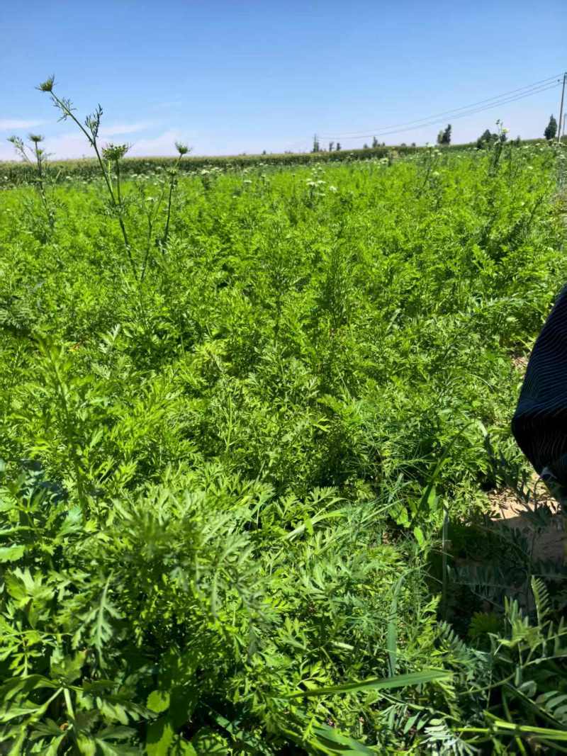 胡萝卜🥕，养殖场的专属
