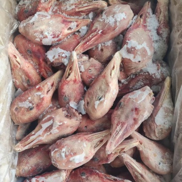 带舌仔鹅头6吨