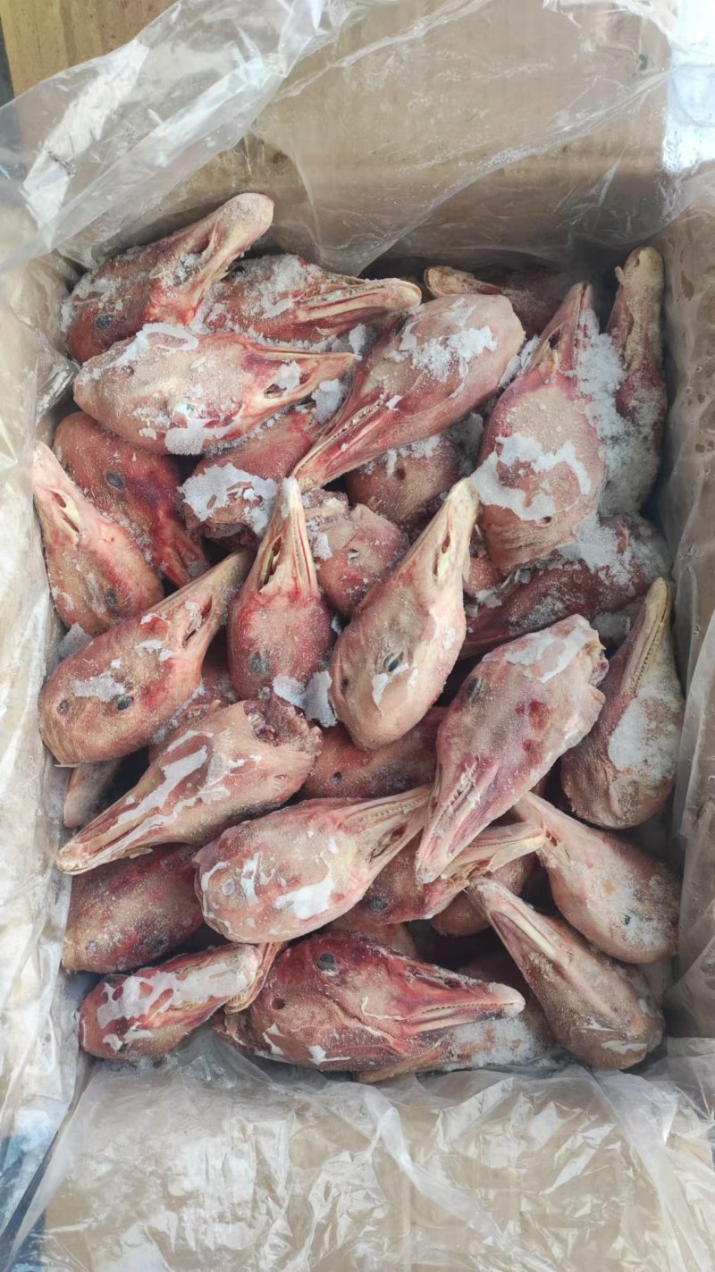 带舌仔鹅头6吨