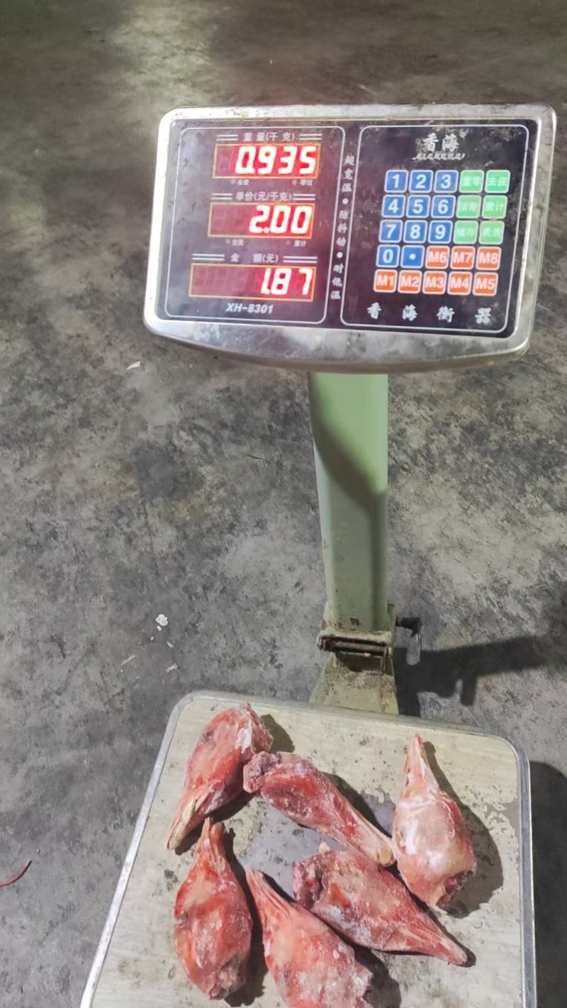 带舌仔鹅头6吨