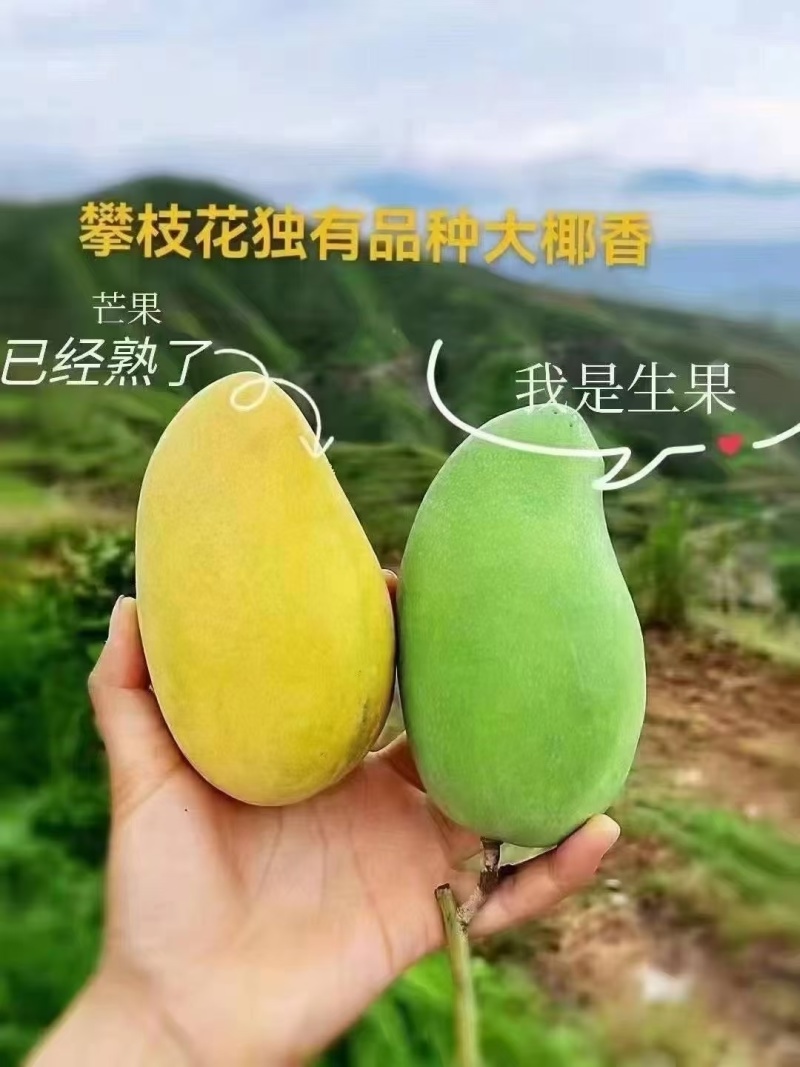 攀枝花芒果