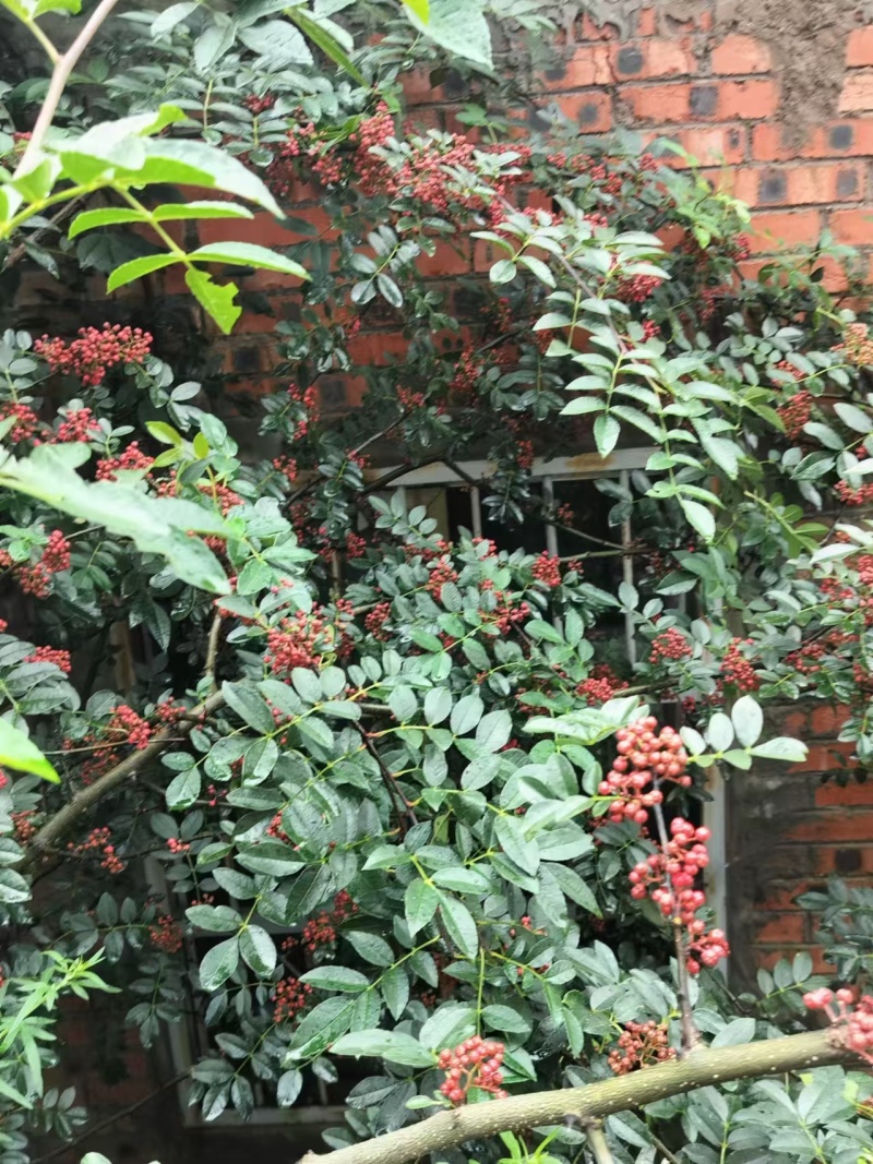 昭通大红袍，鲜花椒