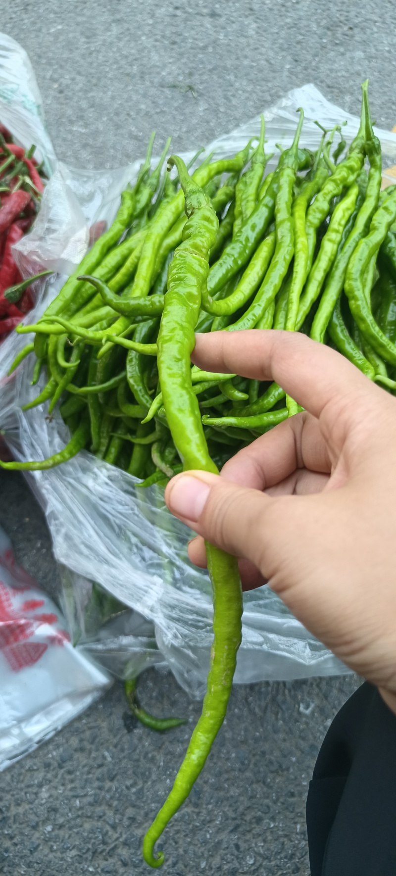 黄皮螺线