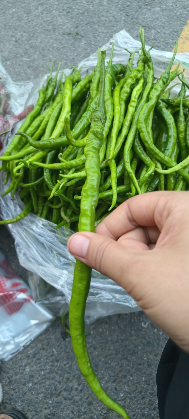 黄皮螺线