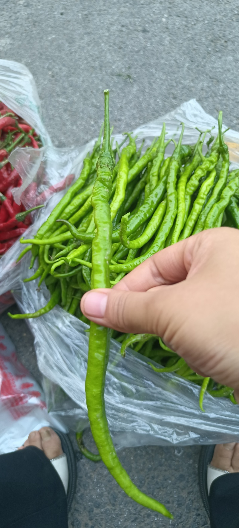 黄皮螺线