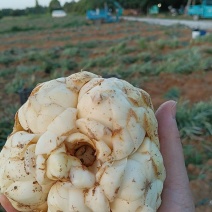 出售鲜百合，请*************