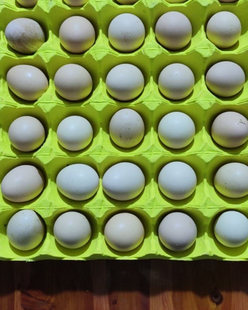 土鸡蛋
