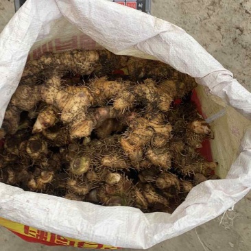 野生盘龙七，大量有货。需要的可以联系