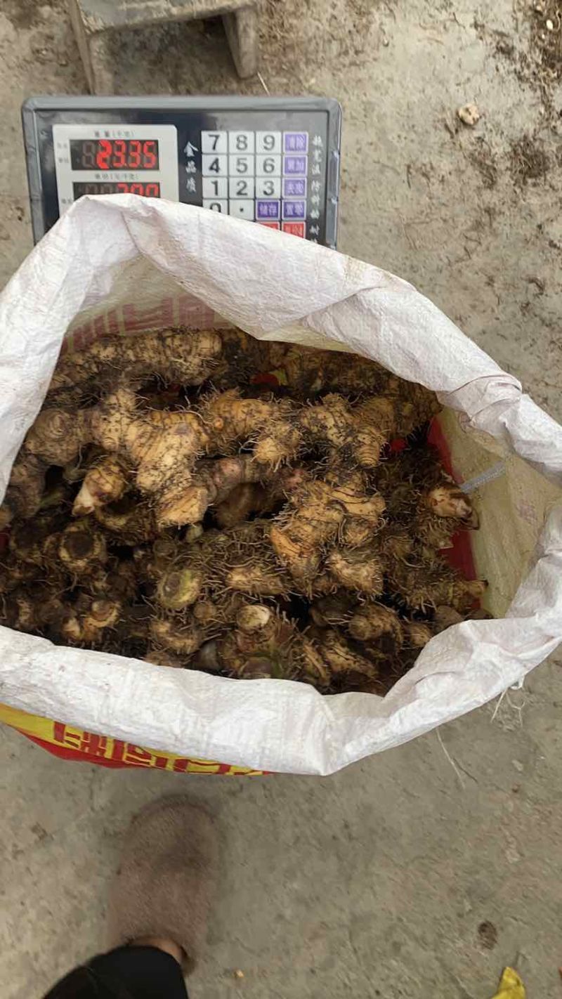 野生盘龙七，大量有货。需要的可以联系