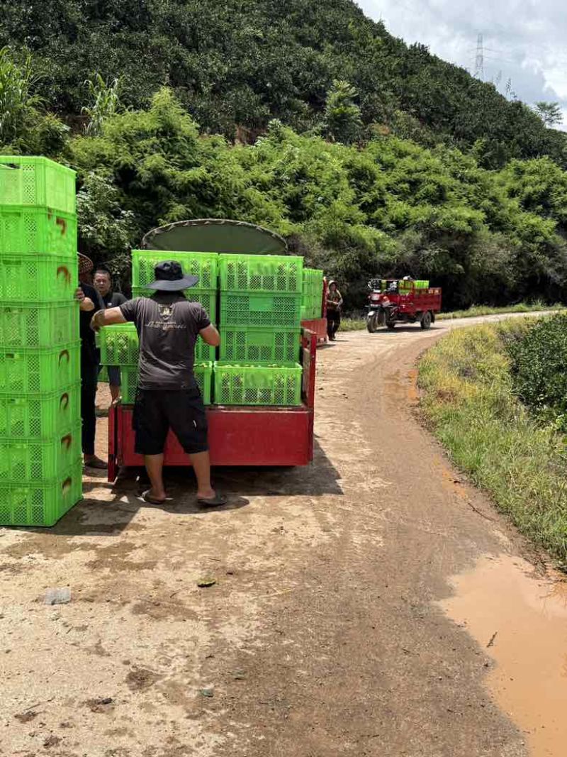 云南蜜橘口感颜色已上本地代办支持按需做货