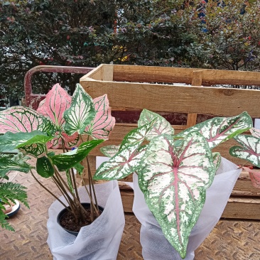 彩叶芋