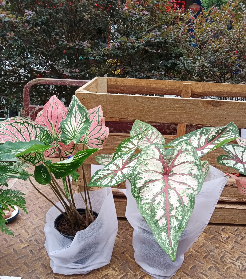 彩叶芋