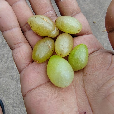 肾蕨果