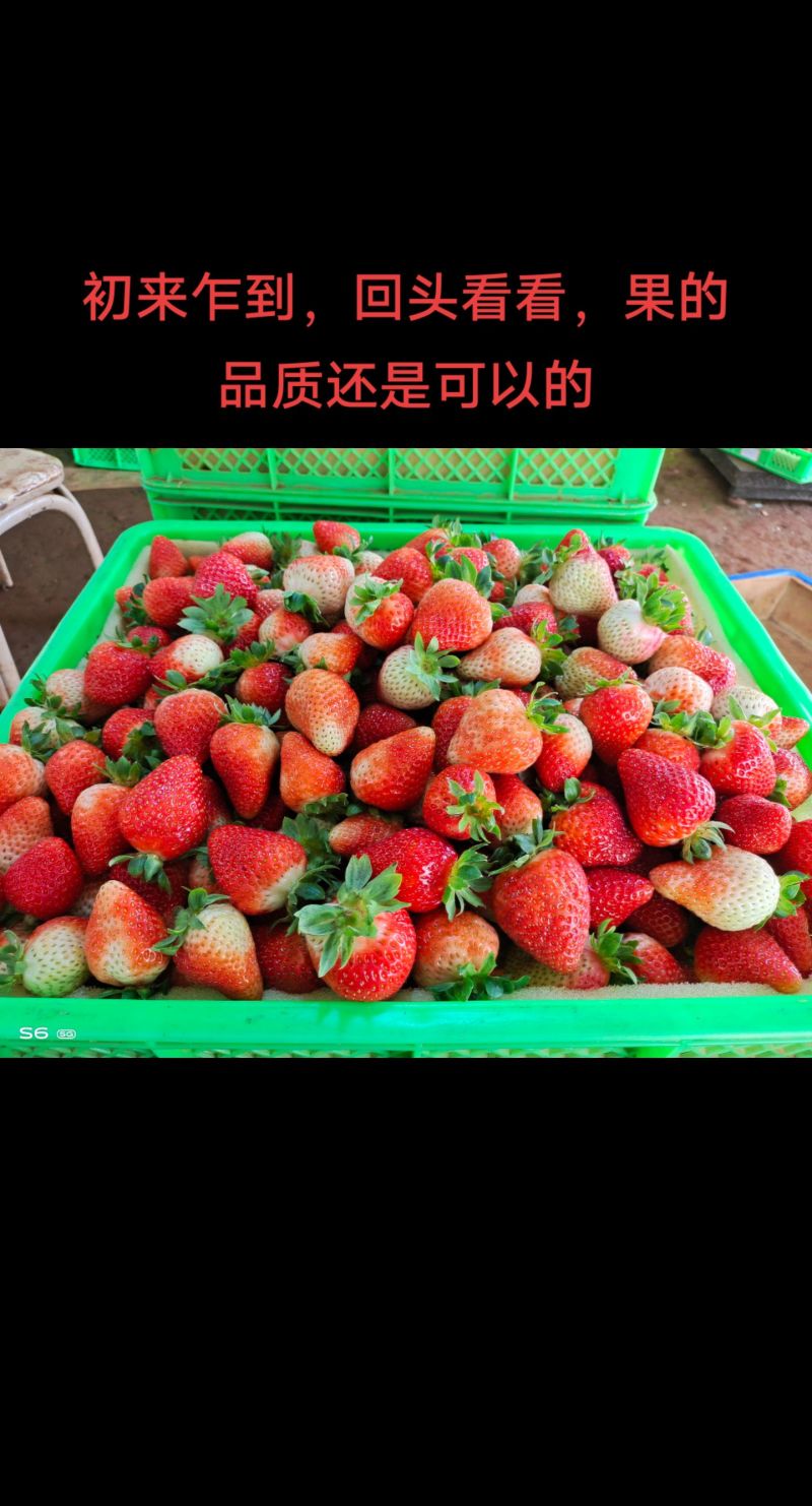 云南四季商用草莓