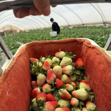 云南四季商用草莓