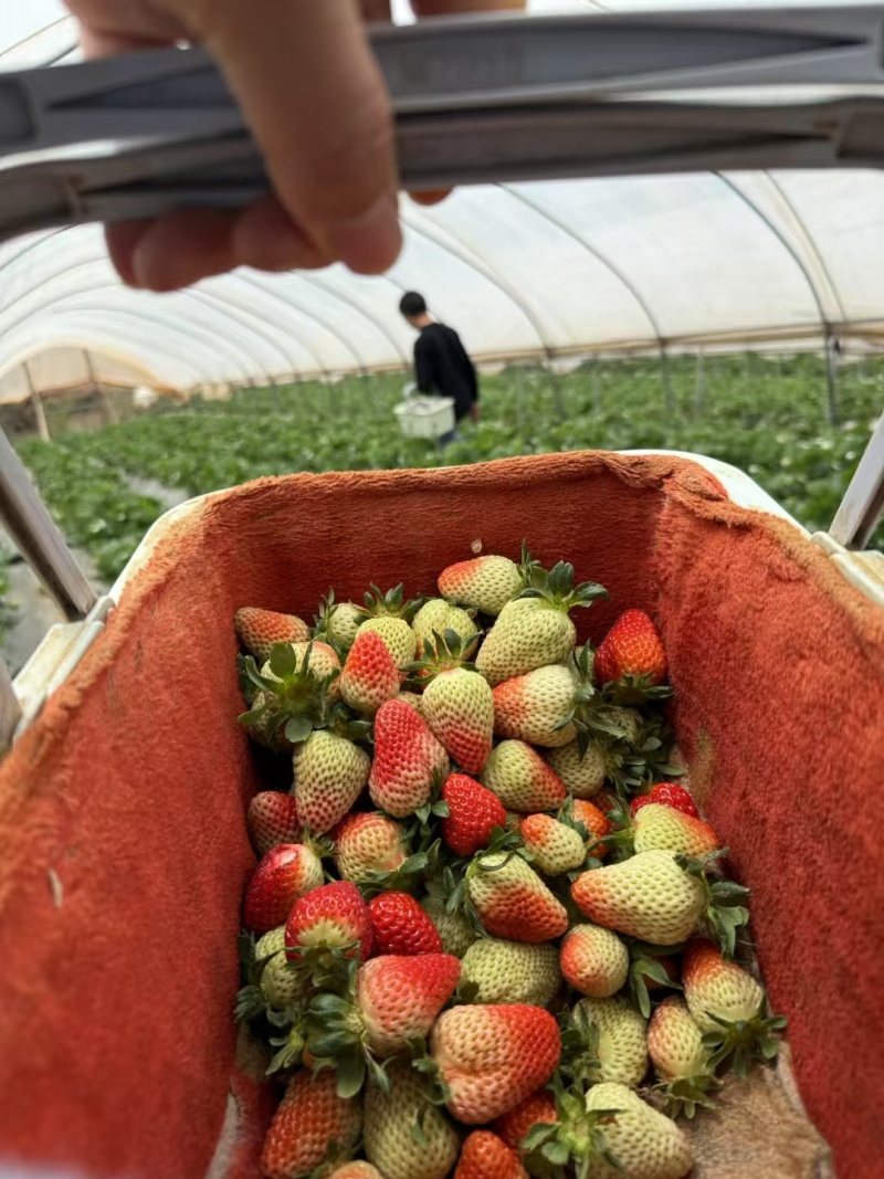 云南四季商用草莓