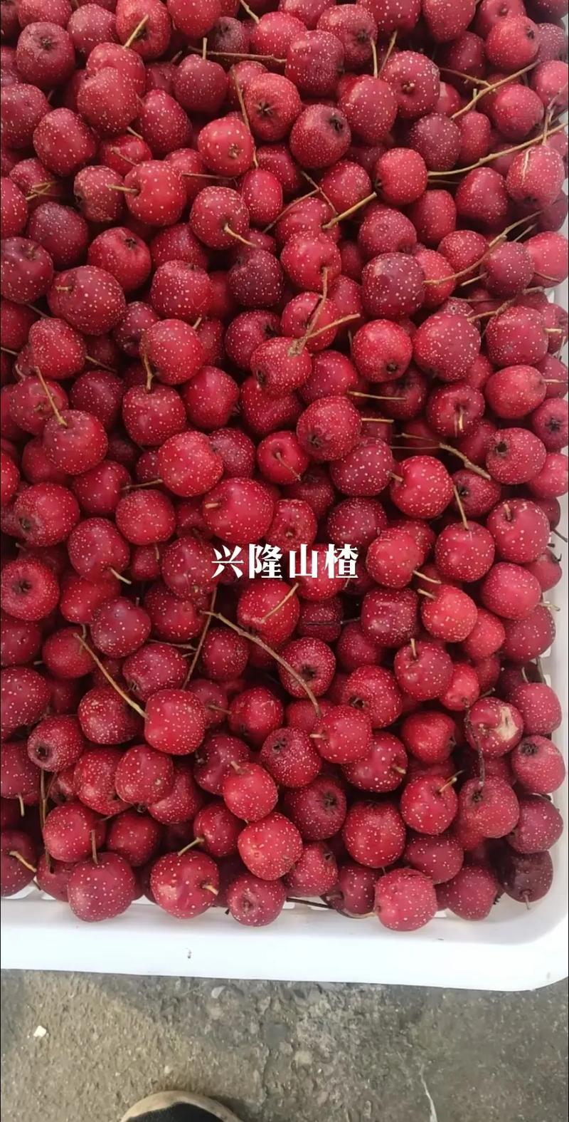 山楂