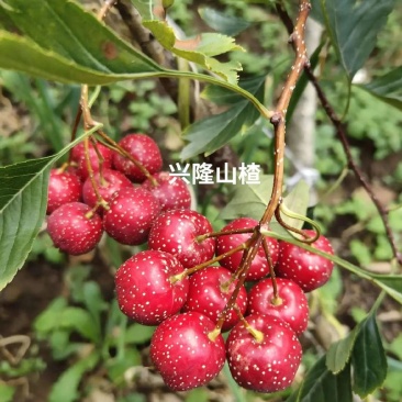山楂