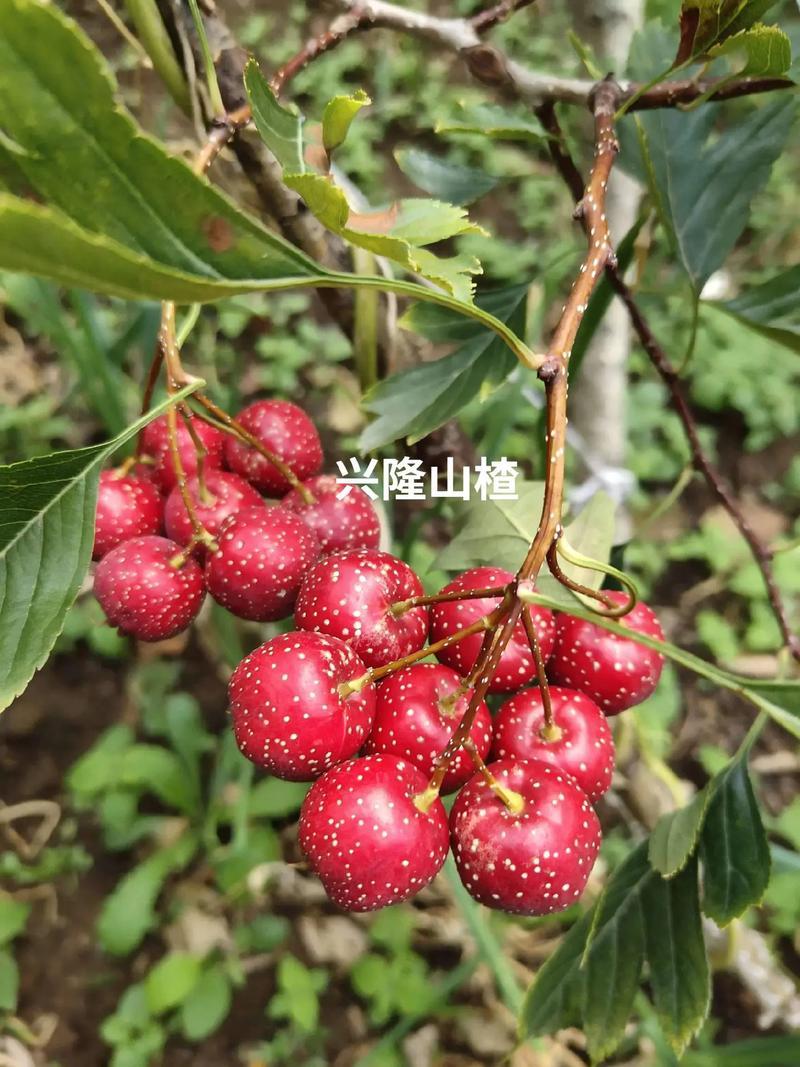 山楂