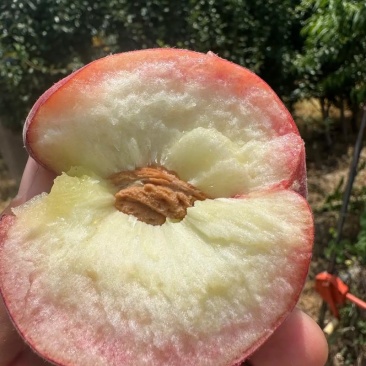 离核蜜桃