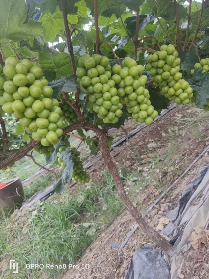 阳光玫瑰