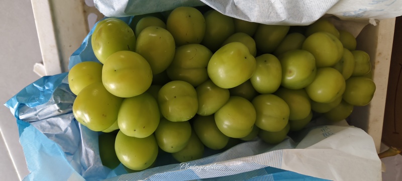 阳光玫瑰