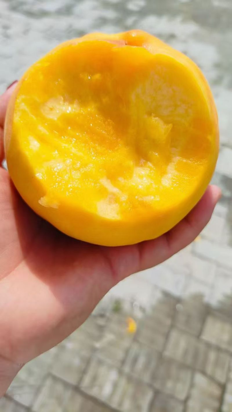 郑州的中牟县的桃子