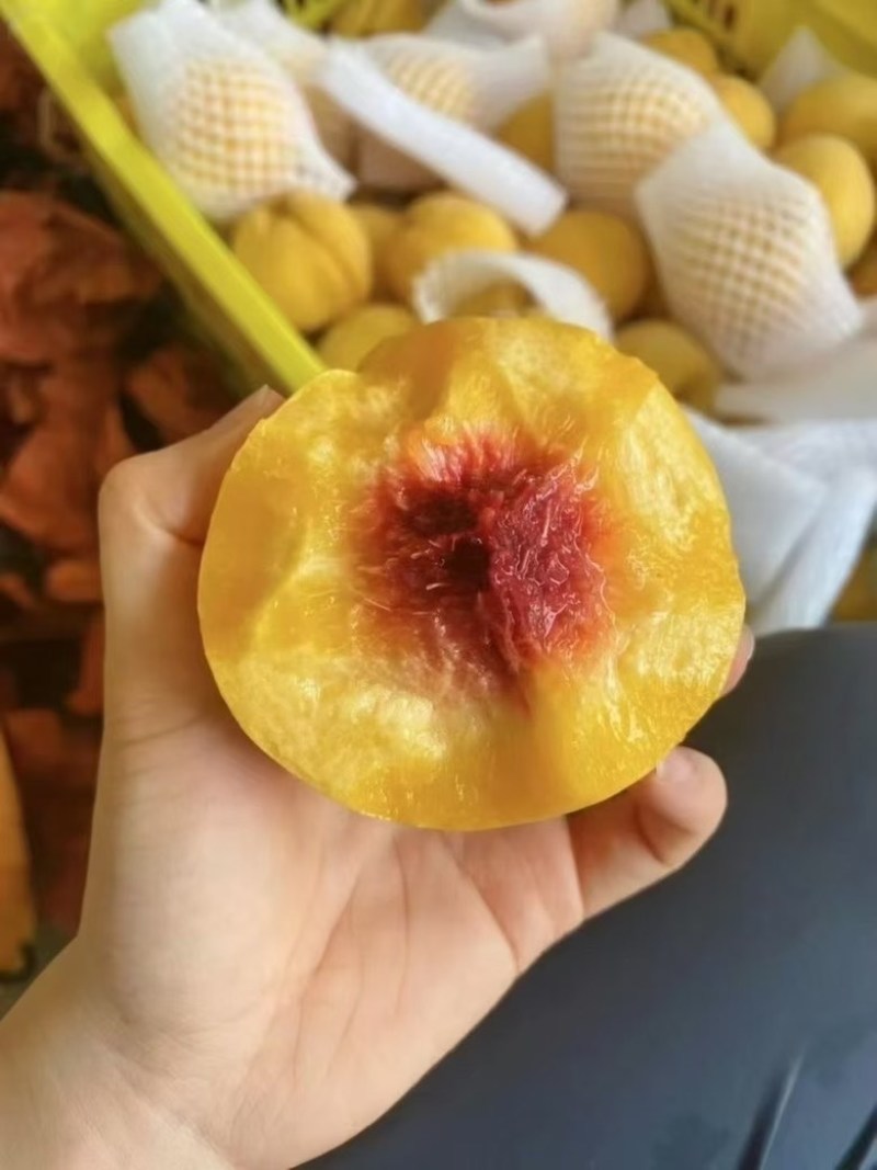 炎陵黄桃特价处理，给钱就卖！