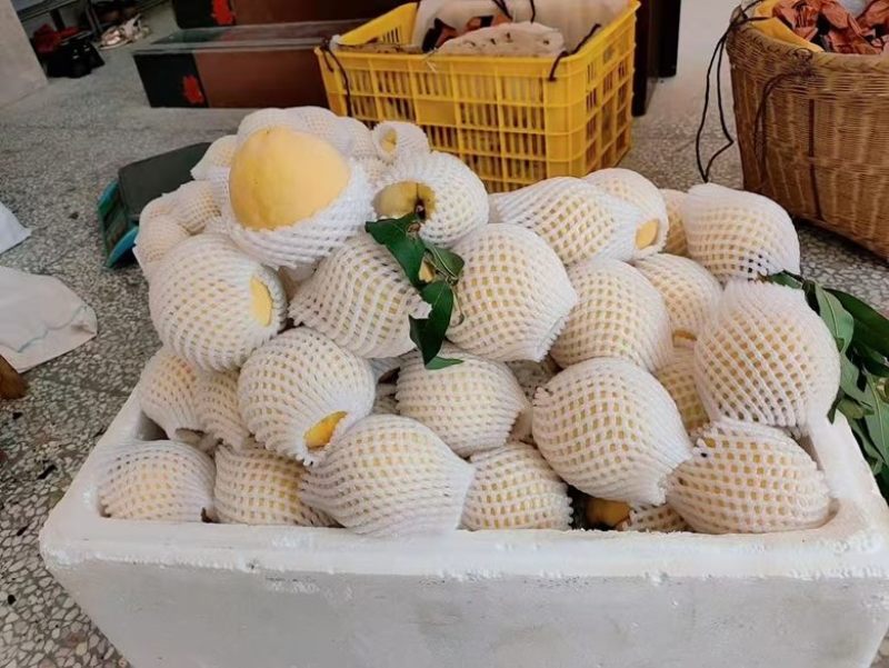 炎陵黄桃特价处理，给钱就卖！