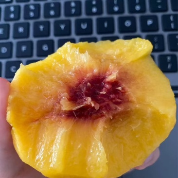 炎陵黄桃特价处理，给钱就卖！