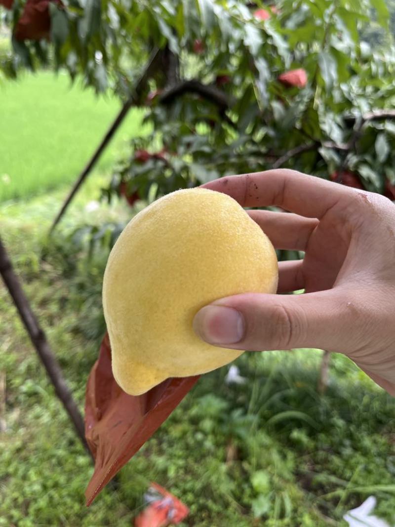 炎陵黄桃特价处理，给钱就卖！