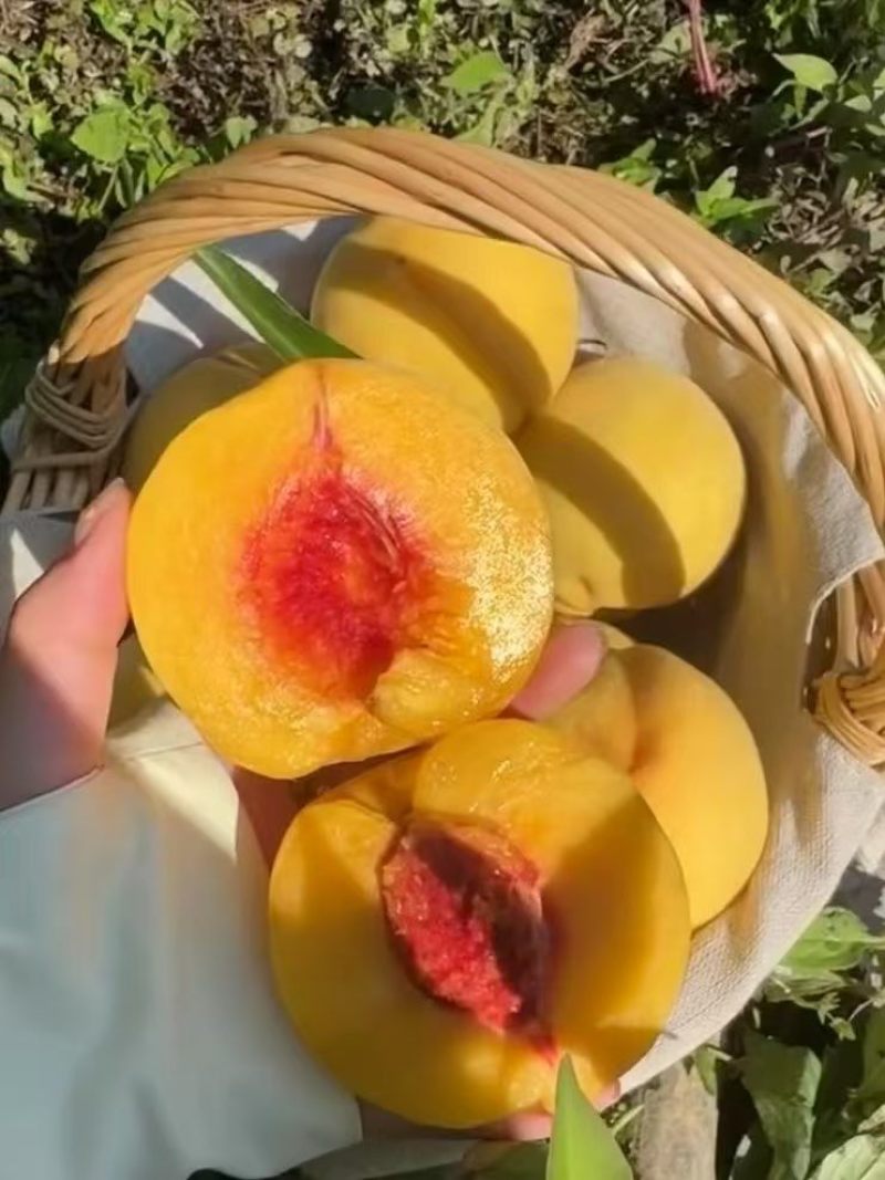 炎陵黄桃特价处理，给钱就卖！