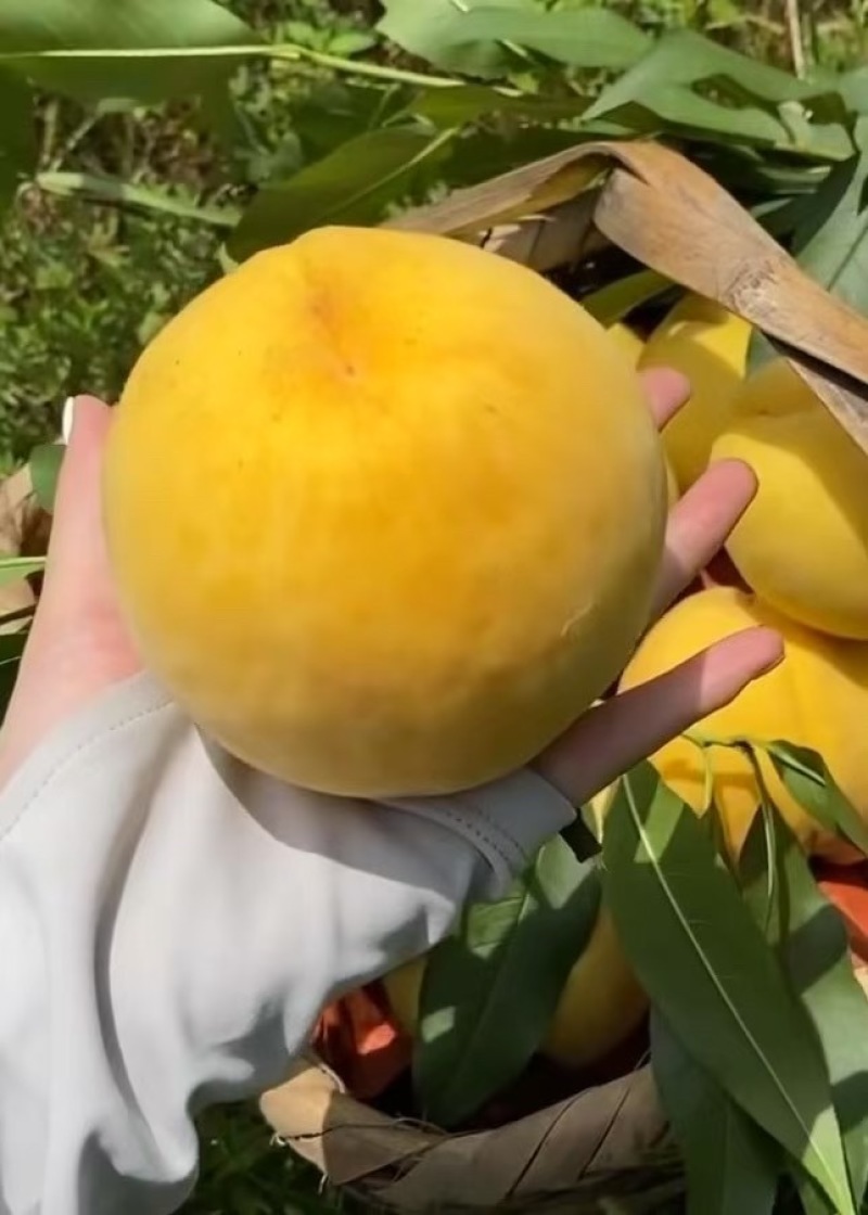 炎陵黄桃特价处理，给钱就卖！